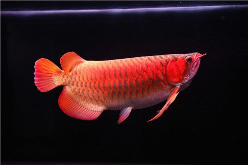 紅龍魚疾病治療費用：紅龍魚治療費用怎么算 龍魚百科 第2張