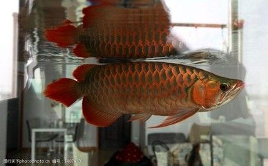 龍魚底游怎么辦：關(guān)于龍魚底游的問(wèn)題