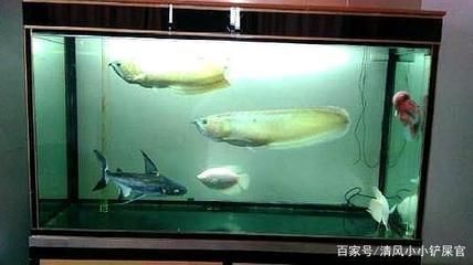 混養(yǎng)龍魚會一直打架嗎為什么：混養(yǎng)龍魚會打架嗎 龍魚百科 第3張