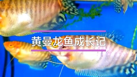 龍魚眼睛大怎么回事：龍魚的眼睛為什么這么大？