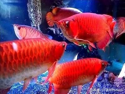 可以跟龍魚(yú)一起養(yǎng)的魚(yú)：最適合與龍魚(yú)一起養(yǎng)的魚(yú)是什么？