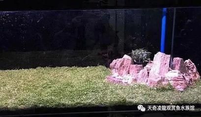 龍魚浮在水面不動怎么辦：龍魚呆在水面不動怎么辦 龍魚百科 第3張