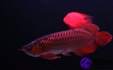 紅龍魚有幾種類型：紅龍魚是什么？