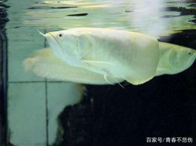 龍魚為什么會跳缸？：龍魚跳缸是一個普遍困擾養(yǎng)魚者的問題，可能由多種原因引起