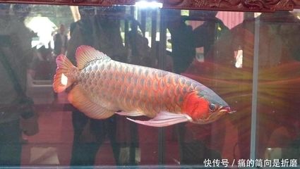 廣州龍魚比賽獎金多少錢：廣州龍魚錦標賽冠軍賣價108萬天價