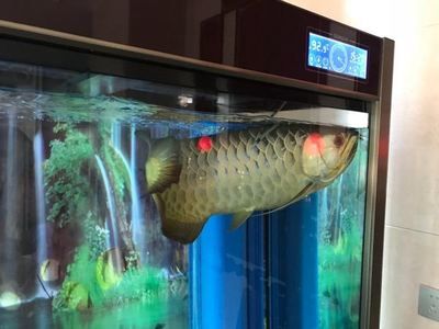 龍魚哪個(gè)品種升值空間大：龍魚升值空間及種類