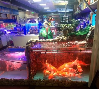 杭州龍魚專賣店：杭州龍魚專賣店推薦