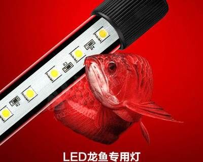 龍魚能用led燈嗎怎么用：led燈在養(yǎng)魚中的應(yīng)用