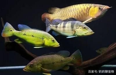 龍魚生長溫度是多少度：關(guān)于龍魚生長溫度的具體介紹 龍魚百科 第2張