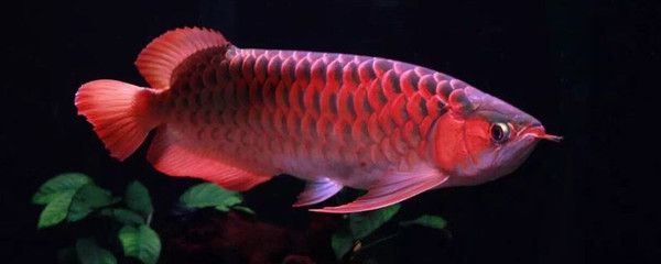 龍魚(yú)翻身是什么原因引起的：龍魚(yú)翻肚子、翻腮的原因及解決辦法 龍魚(yú)百科 第2張