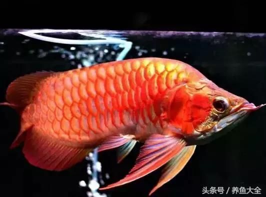 龍魚斜眼怎么治療最好：龍魚掉眼或蒙眼是龍魚眼部疾病的主要原因是治療方法 龍魚百科 第3張