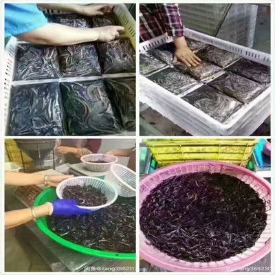 自制龍魚飼料：自制龍魚飼料時(shí)需要了解龍魚的飲食習(xí)性以及飼料的制作方法 龍魚百科 第4張