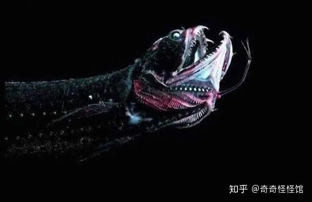 龍魚長(zhǎng)什么樣子：龍魚的分類和特點(diǎn)