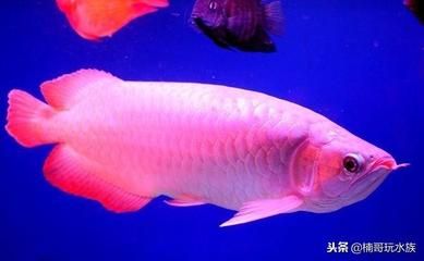 泗水紅龍魚品質(zhì)怎么樣呀：泗水紅龍魚是一種高品質(zhì)的紅龍魚品種泗水紅龍魚品質(zhì) 龍魚百科 第1張