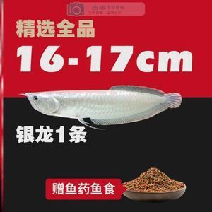 有沒有小型的龍魚品種：小型龍魚品種有哪些