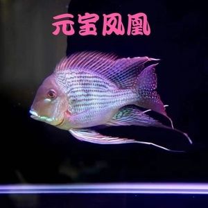 熱帶魚魚苗批發(fā)批發(fā)：關(guān)于熱帶魚魚苗批發(fā)及貨源基地的一些信息僅供參考