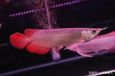 一年的紅龍魚發(fā)色表現(xiàn)：紅龍魚發(fā)色過程 龍魚百科 第3張