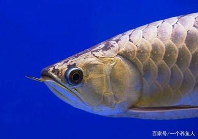 龍魚(yú)嘴型區(qū)分：龍魚(yú)的嘴型及其特點(diǎn)