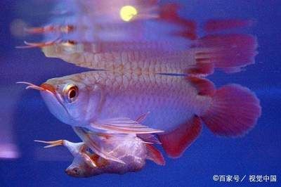 水流大對龍魚有影響嗎：水流大對龍魚有影響嗎，水流對龍魚的健康有影響嗎