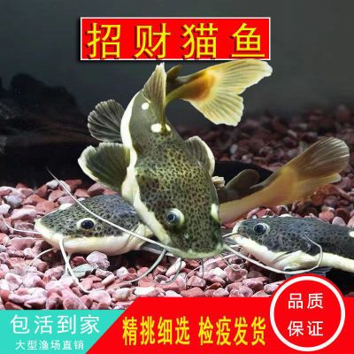 龍魚有紅旮瘩：龍魚身上出現(xiàn)紅點(diǎn)或紅旮瘩可能是多種原因引起的 龍魚百科