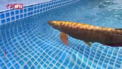 龍魚魚缸哪個牌子好一點：2024年魚缸十大品牌