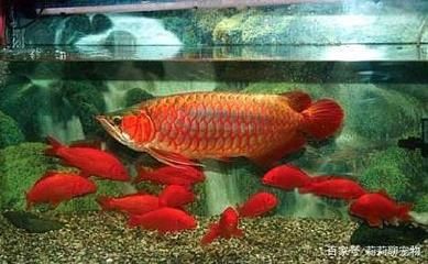 哪些魚(yú)可以跟龍魚(yú)混養(yǎng)：如何選擇適合與龍魚(yú)混養(yǎng)的魚(yú)類