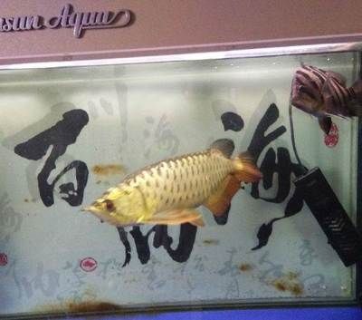 什么叫星點龍魚：星點龍魚與其他魚類混養(yǎng)注意事項星點龍魚與其他魚類混養(yǎng)注意事項