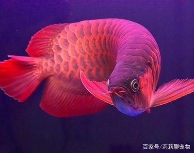 龍魚用什么顏色的燈比較好看：如何選擇適合的燈光設(shè)備 龍魚百科 第2張