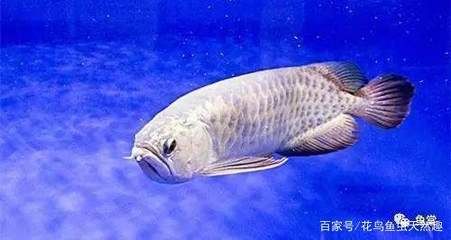 龍魚用頂燈好還是側燈好：龍魚飼養(yǎng)中燈光的選擇 龍魚百科 第2張