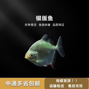 龍魚專用潛水燈：如何選擇龍魚專用潛水燈