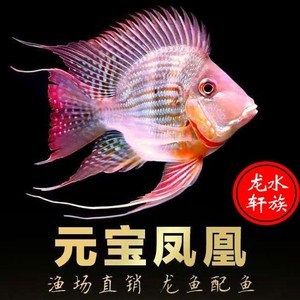 原生金龍魚：原生金龍魚是一種珍貴的淡水觀賞魚，原生金龍魚的保護(hù)名單附錄[需手動(dòng)填充] 龍魚百科 第1張