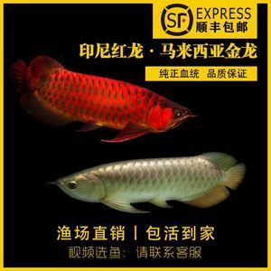 馬來西亞龍魚托運(yùn)需要多少錢一個月：探討馬來西亞龍魚托運(yùn)費(fèi)用時需要考慮多個方面的成本 龍魚百科 第2張