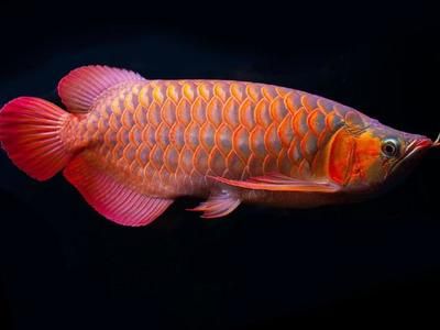 新加坡半號紅龍魚：新加坡半號紅龍魚怎么樣？