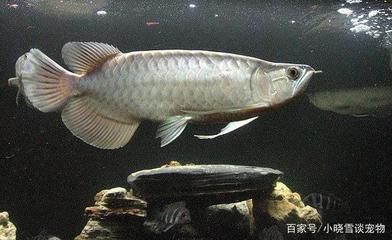 一條龍魚三條飛鳳五條虎魚：龍魚與飛鳳魚的混養(yǎng)寓意“龍飛鳳舞”和“龍爭虎斗” 龍魚百科 第2張