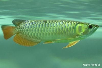 世界上最貴的血紅龍魚是什么魚?。菏澜缟献钯F的血紅龍魚