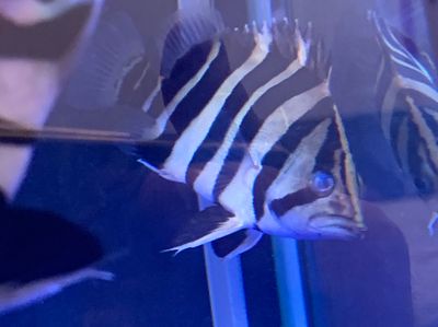 怎樣飼養(yǎng)龍魚可以耐低溫