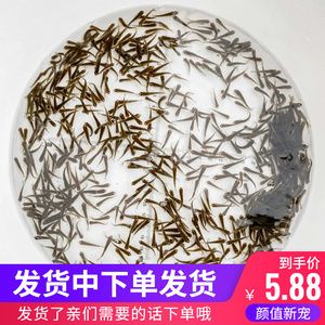 龍魚只吃飼料不吃小魚怎么回事：龍魚拒食怎么辦？