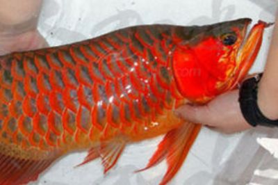 龍魚(yú)用什么燈上色好看又漂亮：龍魚(yú)飼養(yǎng)中燈光的選擇