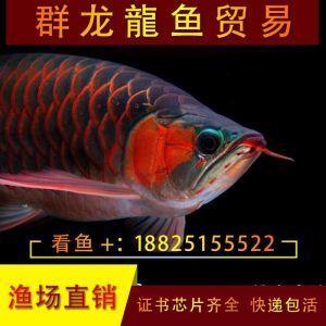 龍魚(yú)用什么顏色的燈比較好看點(diǎn)：如何選擇適合龍魚(yú)的燈光