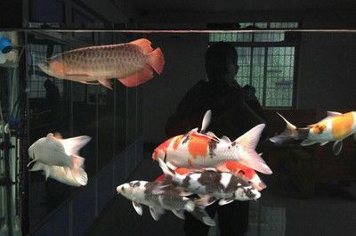 龍魚用什么燈光最好養(yǎng)：飼養(yǎng)龍魚燈光選擇指南 龍魚百科 第2張