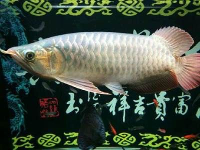 養(yǎng)龍魚怎么造景：養(yǎng)殖龍魚造景的關(guān)鍵要點，養(yǎng)龍魚造景的關(guān)鍵要點