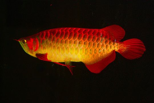 什么紅龍魚(yú)最好：紅龍魚(yú)的特征和飼養(yǎng)方法 龍魚(yú)百科 第3張