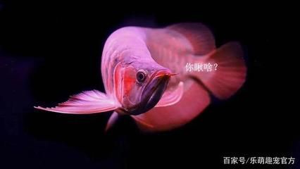 水龍魚煮湯：水龍魚煮湯怎么做？