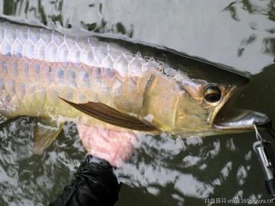 馬來西亞過背金龍魚：過背金龍魚的特征和看點(diǎn)