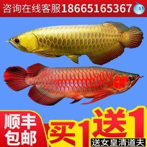 哪里批發(fā)金龍魚好：壽光市大發(fā)商貿(mào)有限公司