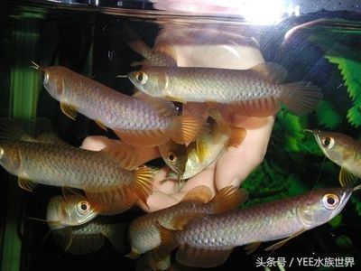 最長的龍魚有多長壽命：龍魚壽命的一般范圍 龍魚百科 第3張