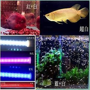 龍魚用黃燈好還是白燈養(yǎng)：金龍魚燈光選擇對龍魚的健康和美觀有著重要的影響