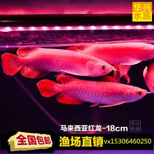 印尼知名龍魚漁場有哪些：印尼知名紅龍魚漁場 龍魚百科 第3張