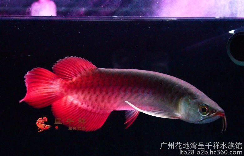 印尼知名龍魚漁場有哪些：印尼知名紅龍魚漁場