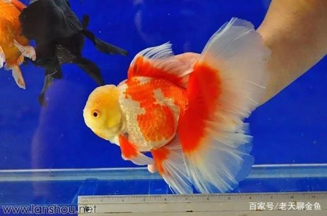 泰獅可以和龍魚混養(yǎng)嗎：泰獅金魚可以和哪些魚混養(yǎng)？